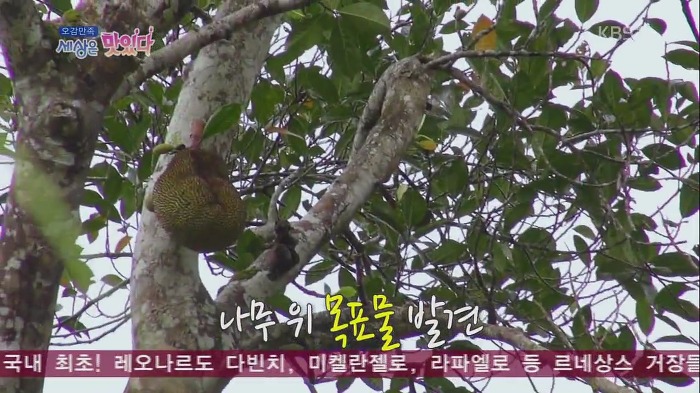[세상은맛있다] 원주민 마을 최고 명사수보다 바람총 더 잘 쏘는 김재덕 bbbbbbbb | 인스티즈