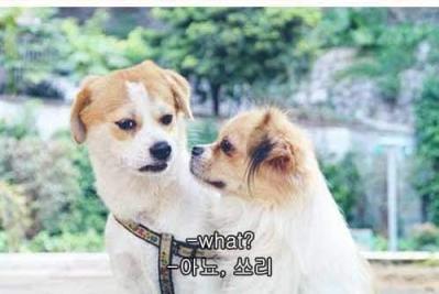 다 이미지