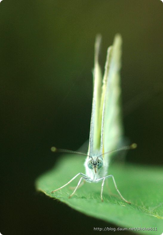 설매재 이미지