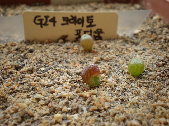 크토 이미지