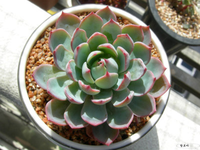 팔로마 이미지