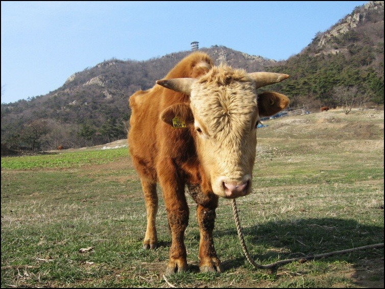 한*우 이미지