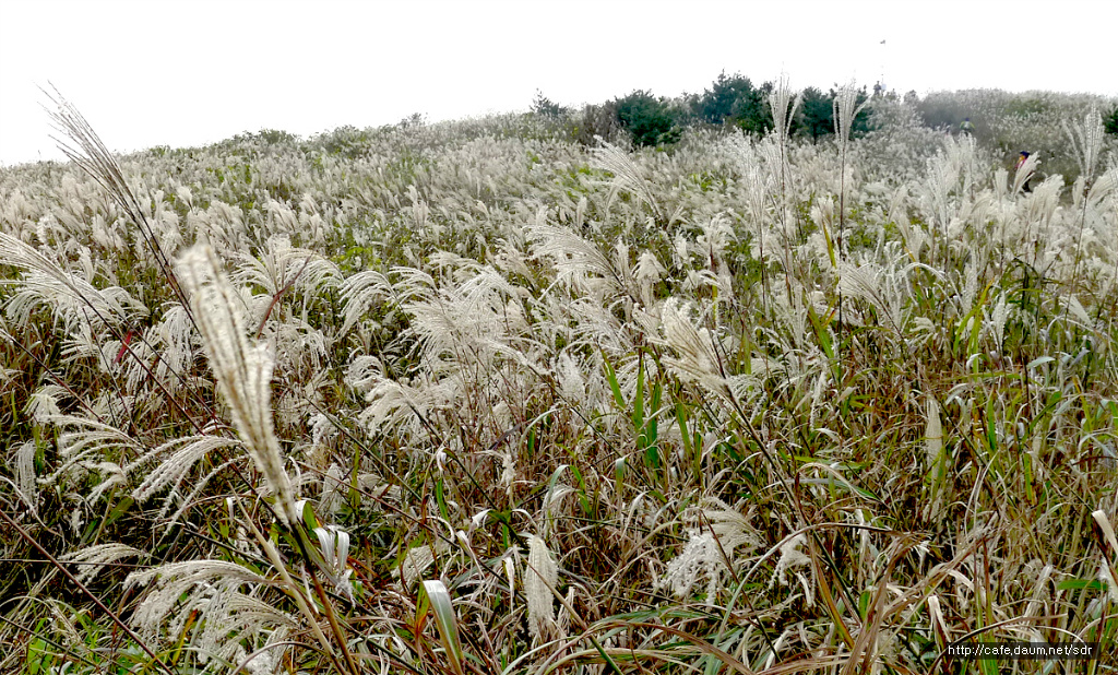 산드레 이미지