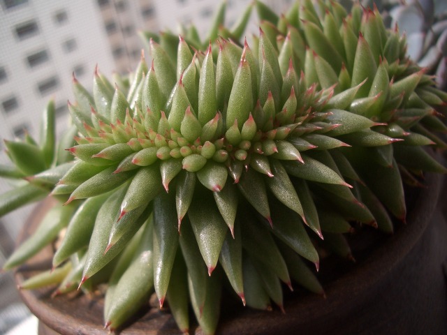 다글다글 이미지