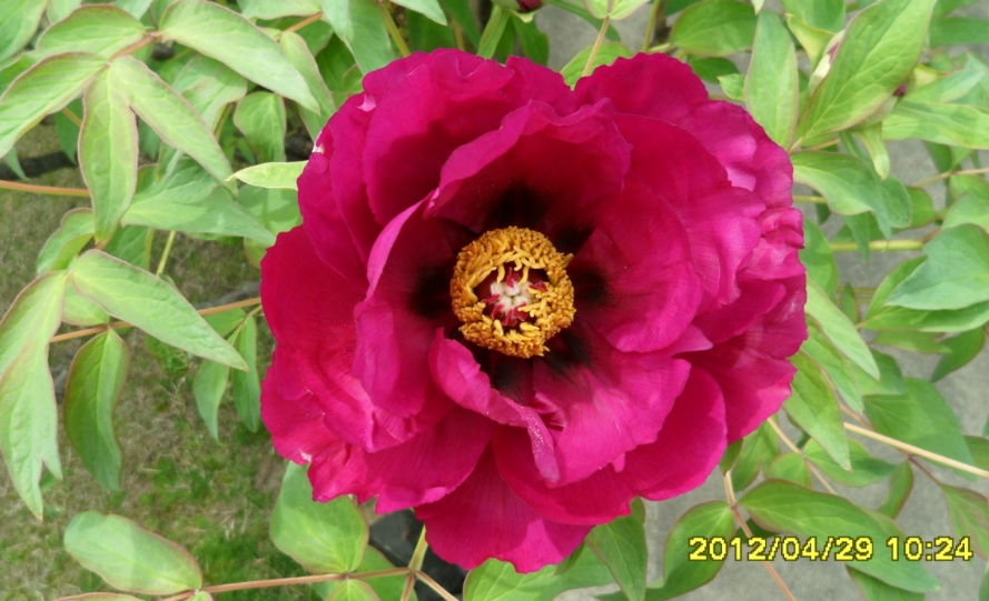 136B9E3C4F9D0B061B2F98