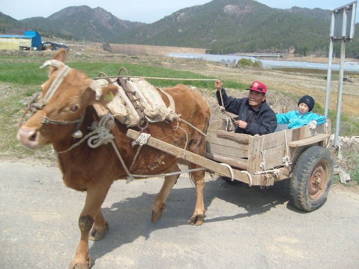 워낭소리 이미지