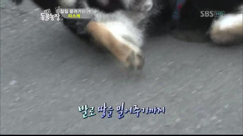 [동물농장] 목줄로 질질 끌려다니는 개.JPG | 인스티즈