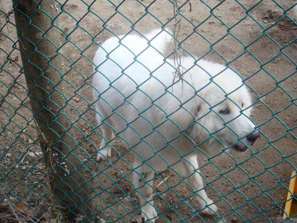 포비 이미지