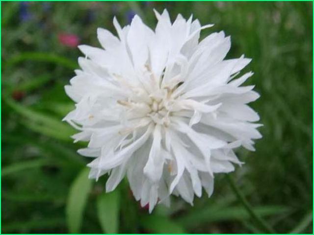 행복flower 이미지