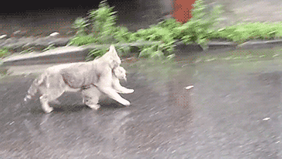 비오는날 냥이의 모성애 | 인스티즈