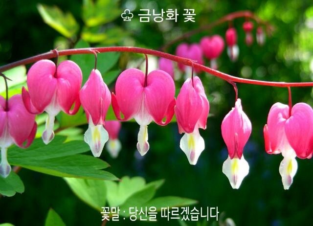 금낭화 이미지