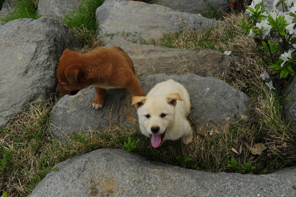 재수없게생겼다고 일본이 대량 학살한 우리나라 토종개 동경이(댕견) | 인스티즈