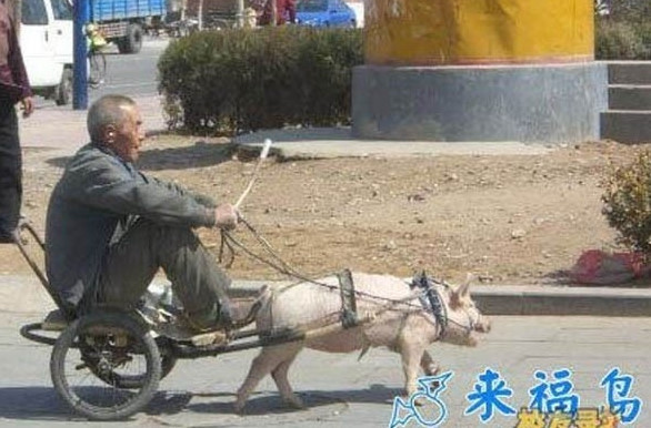 마차 이미지