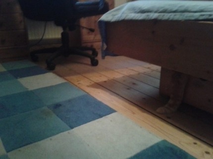 고양이 찾기에 도전해보세요! 힌트 추가! | 인스티즈