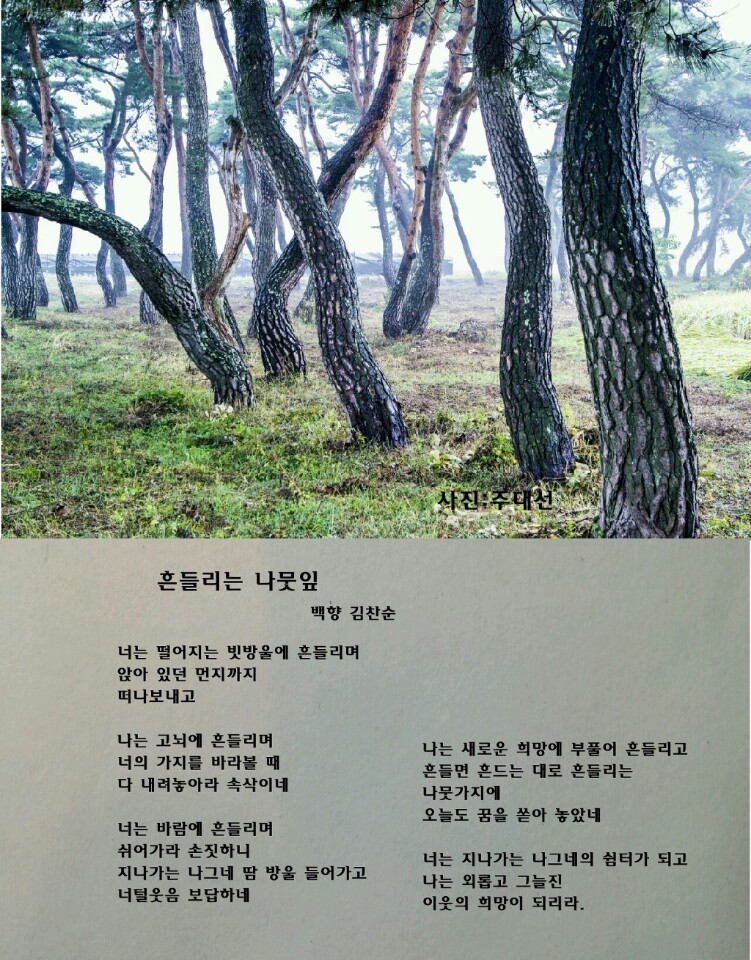 백향 이미지