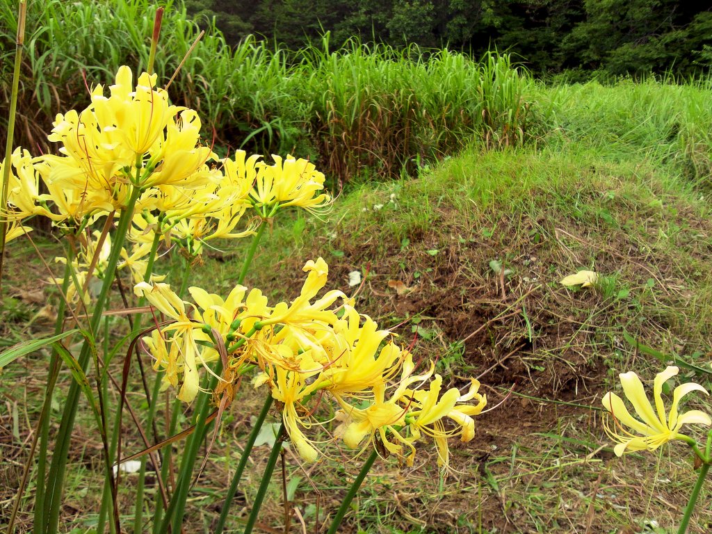 변산산소 이미지