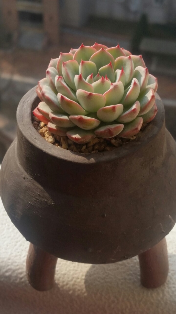더올리브 이미지