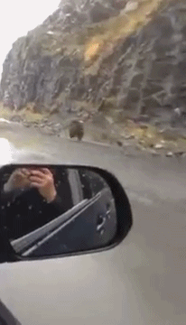 패기가 느껴지는 곰의 질주.gif | 인스티즈