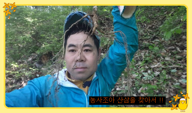 영초산삼 이미지