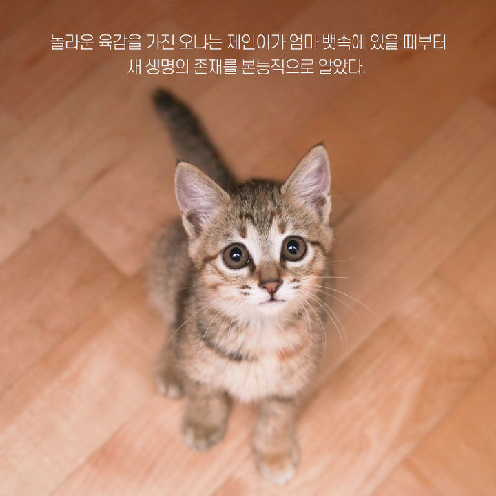 아기와 고양이의 교감 | 인스티즈