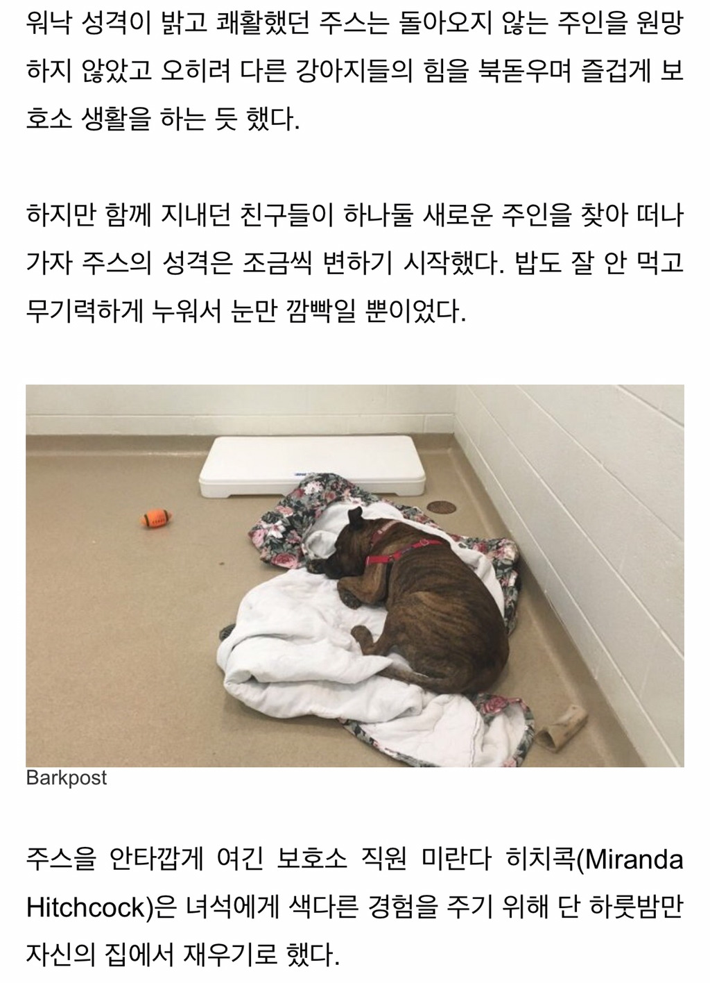 이 강아지는 보호소에 온 지 10개월 되던 날 하루종일 울었다 | 인스티즈