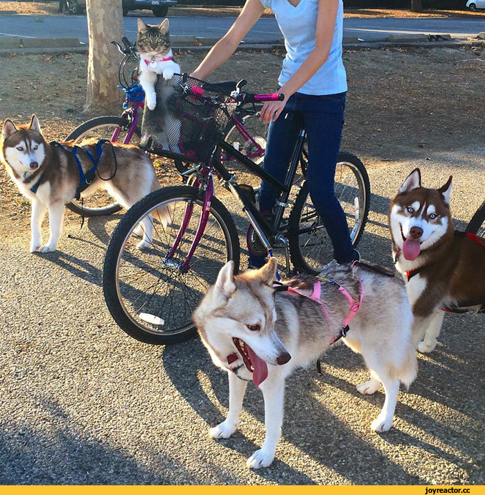 허스키와 고양이.jpg | 인스티즈