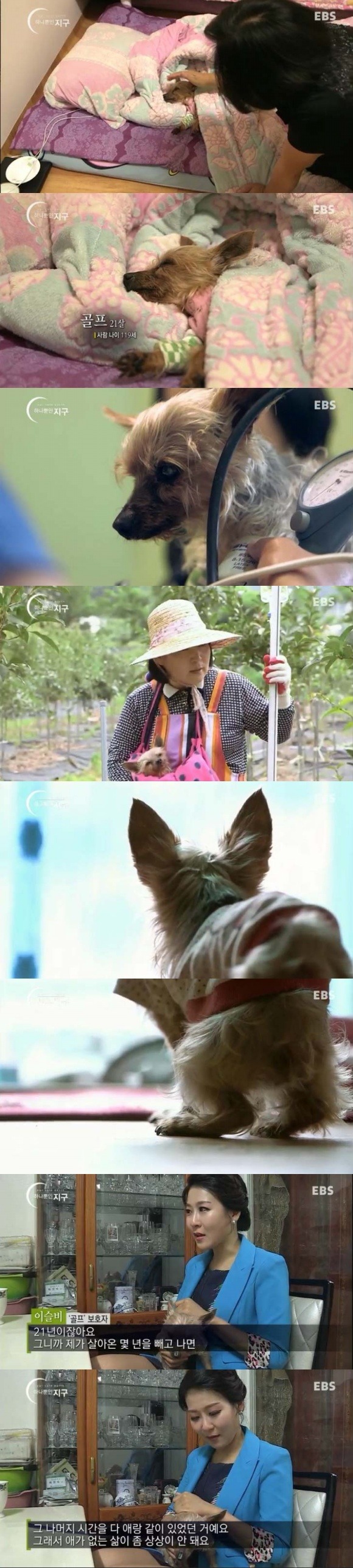  당신은 반려동물과 이별할 준비가 되었나요? | 인스티즈