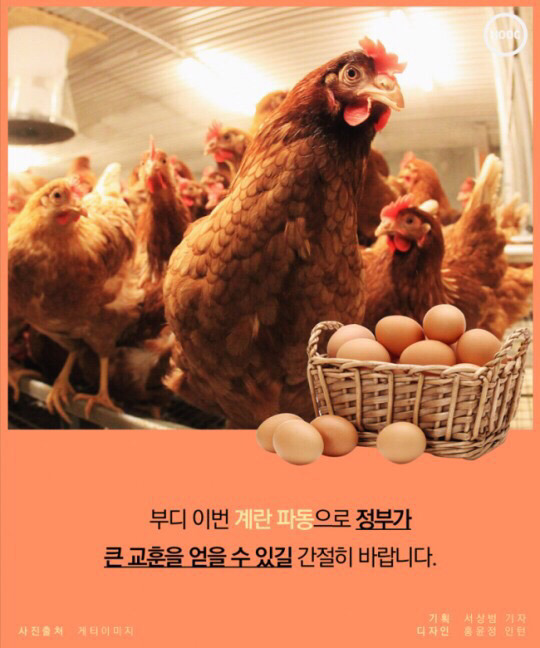 계란 하나도 마음놓고 못사먹는 나라 | 인스티즈