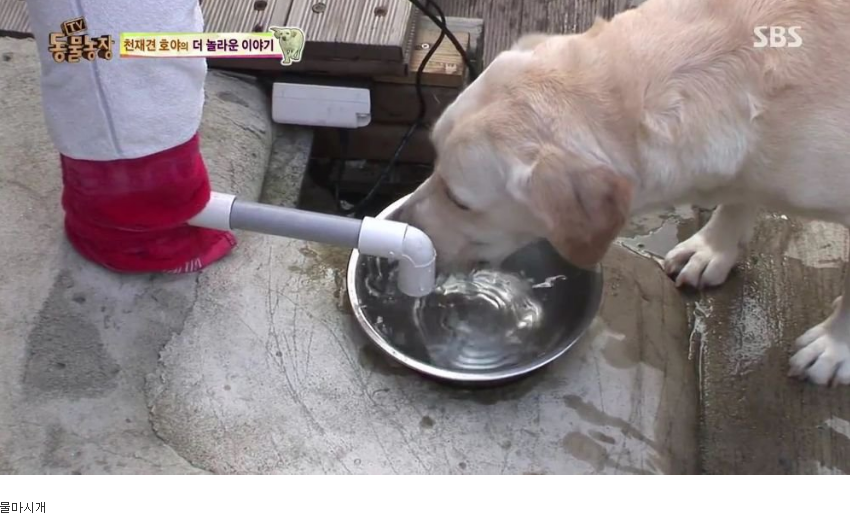 동물농장 완전 똑똑한 멍멍이 | 인스티즈