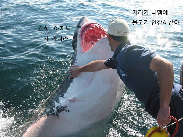 전세계 수족관에 백상아리가 없는 이유.jpgif | 인스티즈
