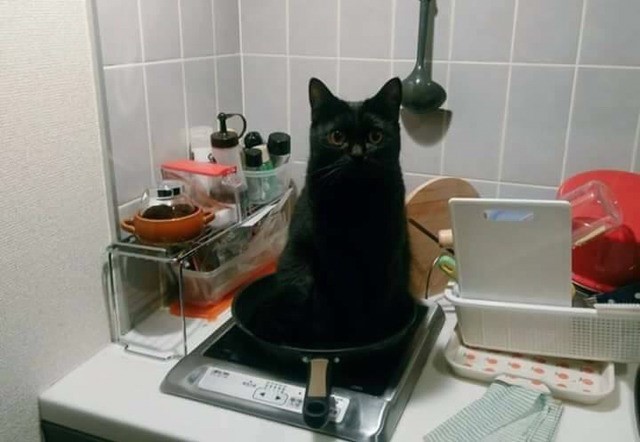 고양이에게 배고프다고했더니.jpg | 인스티즈