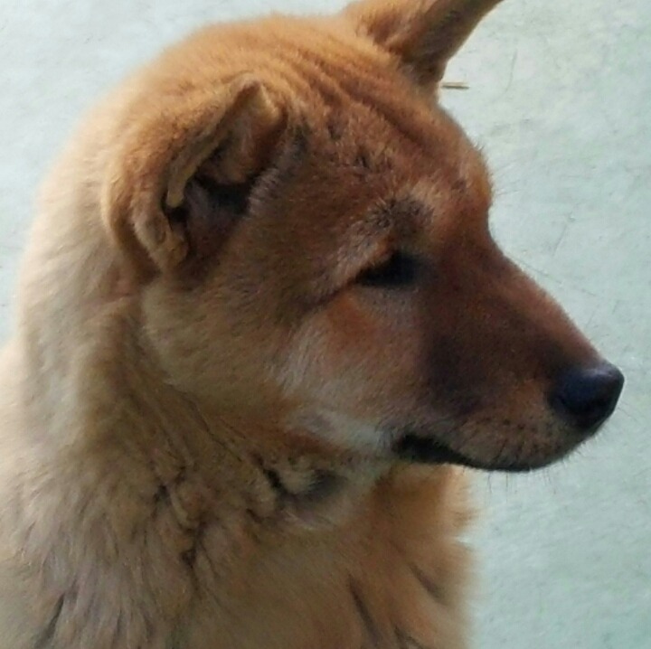 꼴통 이미지
