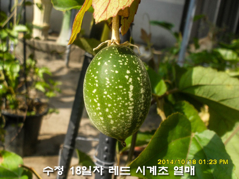 수정열매 이미지