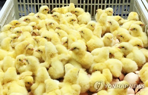 귀한 병아리들 | 인스티즈