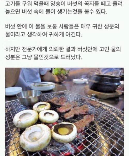양송이 버섯 안에 생기는 물 | 인스티즈