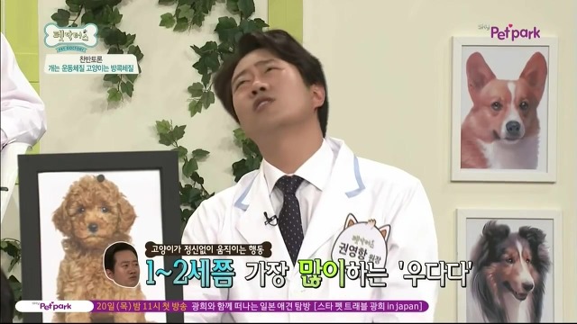운동체질 강아지와 방콕체질 고양이?! | 인스티즈