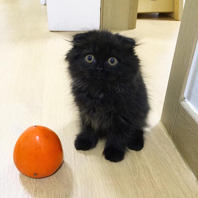 부엉이 닮아서 화제인 - 고양이 ㄷㄷ | 인스티즈