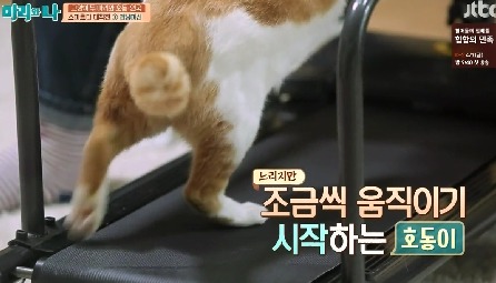 [마리와나] 뚱보냥 호동이 다이어트 시키기 (feat.먼지) | 인스티즈
