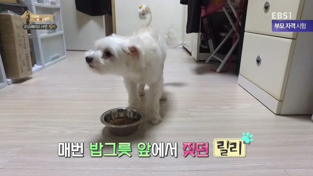 [세상에나쁜개는없다] 가족들에게 짖고 무는 강아지 릴리햏 | 인스티즈