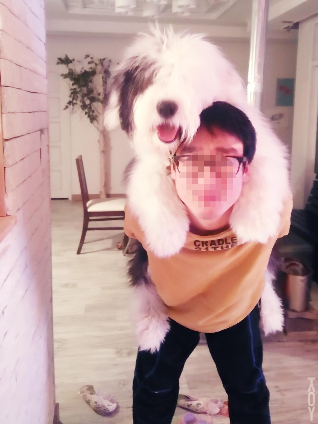 도도 이미지