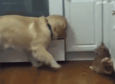 냥이 귀여워하는 리트리버 .gif | 인스티즈