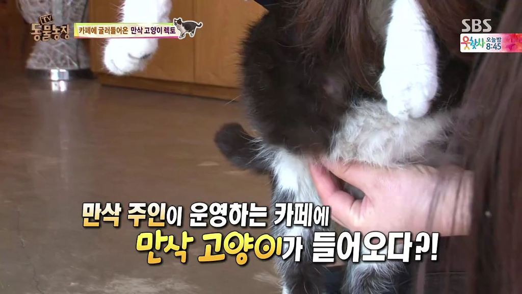 동물농장 [카페에굴러들어온고양이렉토] | 인스티즈