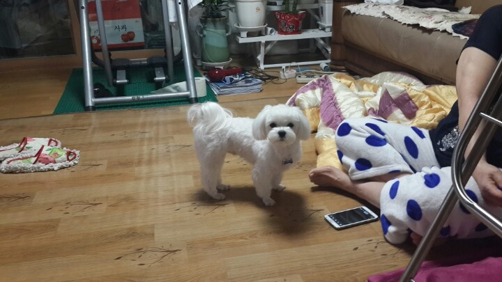 알리에 이미지