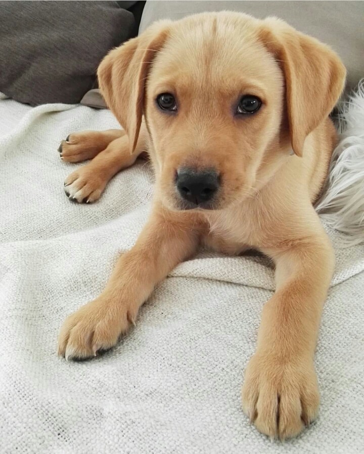 율리안 바이글의 애완견 | 인스티즈