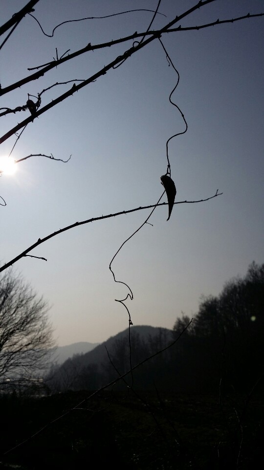 그람 이미지