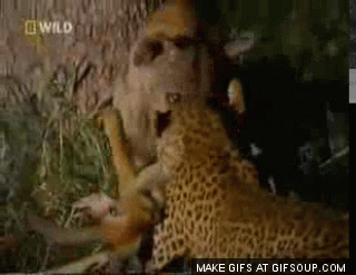 아프리카 대륙에서 고기만 먹고 사는 놈들 | 인스티즈