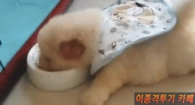 강아지.gif (심장주의) | 인스티즈