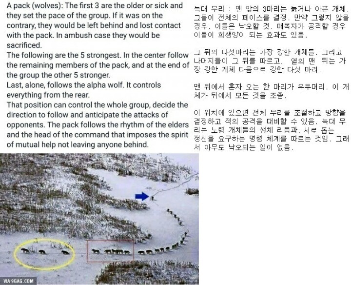 늑대들의 사회 | 인스티즈