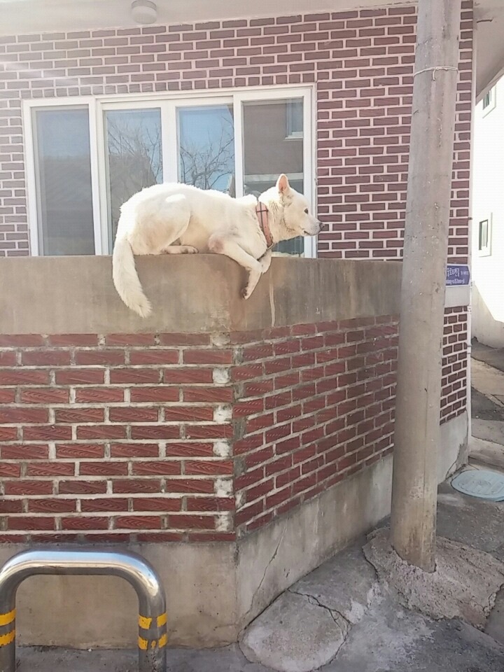 개의 탈을 쓴 고양이 | 인스티즈