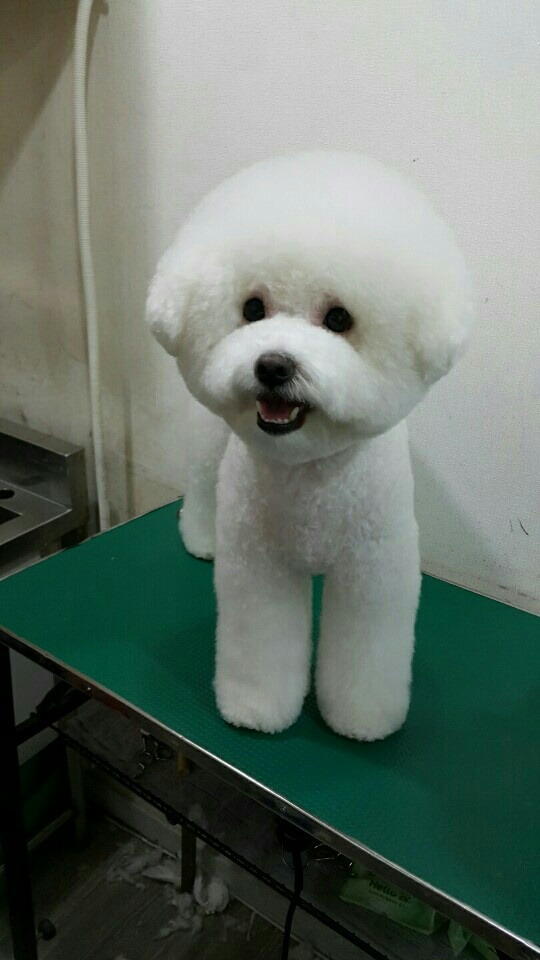 중앙애견미용학원 이미지